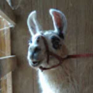 Meet your Posher, Lynette